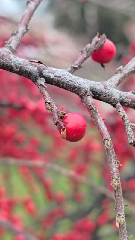 Vyfotené modelom REDMI Note 15 Pro+ 5G