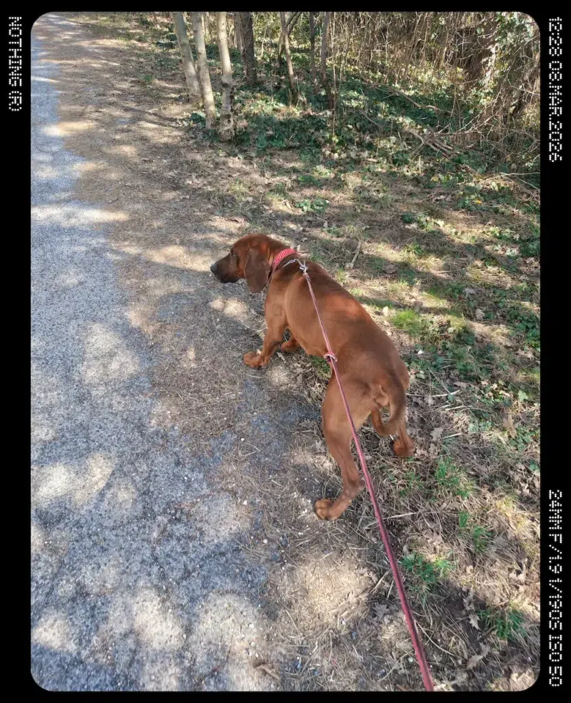 Odfotil Nothing Phone (4a) Pro