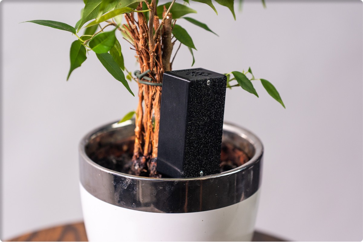 Slovenská appka využíva AI: Rastliny rozpozná podľa fotky a poradí, ako sa o ne starať