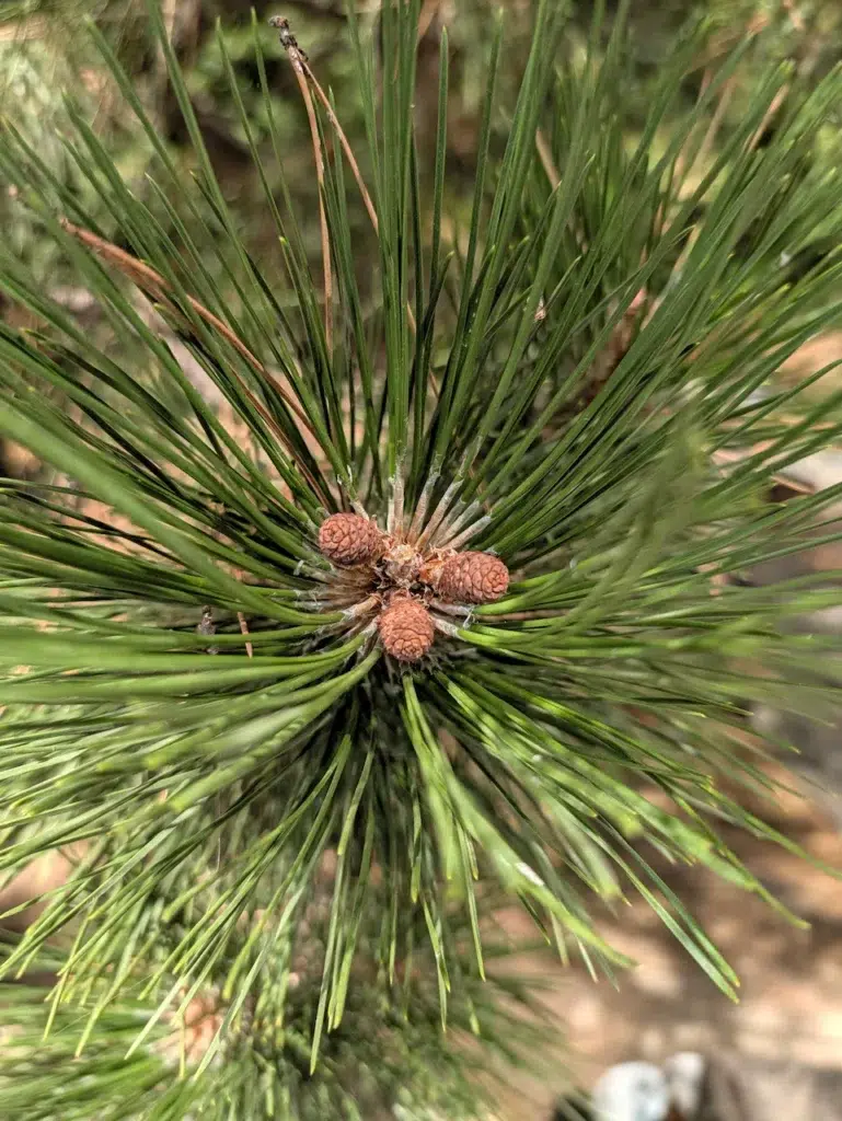 Odfotil Pixel 11 Pro XL